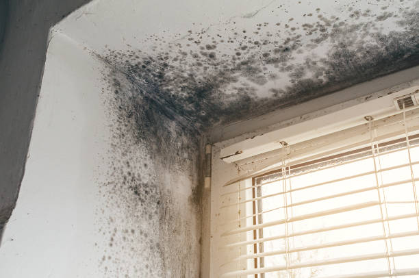 Affordable Mold Remediation solutions in Cardinal, VA